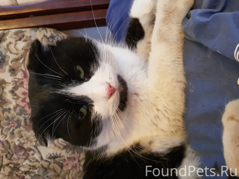 Найден черно-белый кот