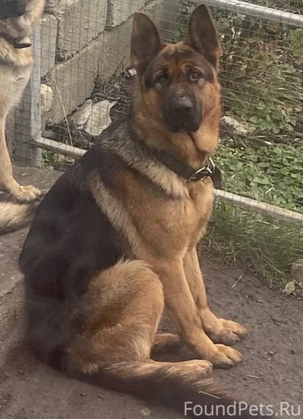 Пропал кобель немецкой овчарки