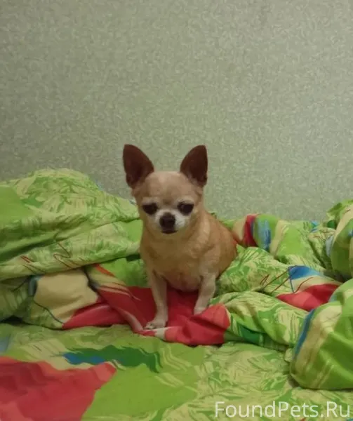 Пропала чихуахуа