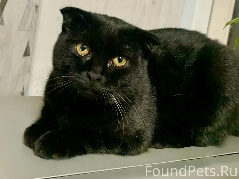 ПРОПАЛ ЧЕРНЫЙ ВИСЛОУХИЙ КОТ