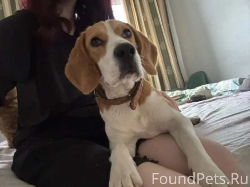 Пропала собака Бигль