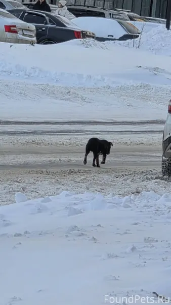 ПОМОГИТЕ НАЙТИ СОБАКУ!!! 🆘🚨  
