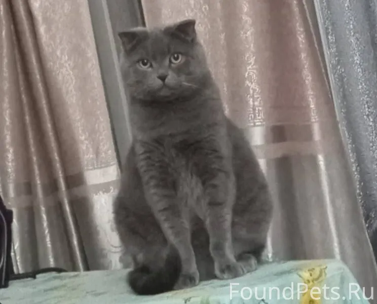 Ищу кота, кличка Марсель, проп...