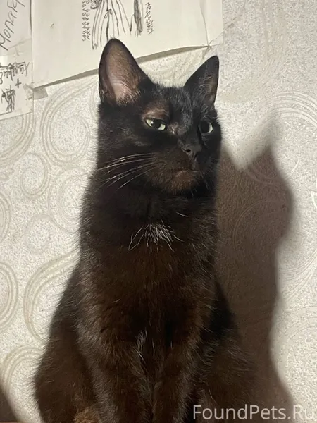 Пропала кошка на Мерецкова 17а