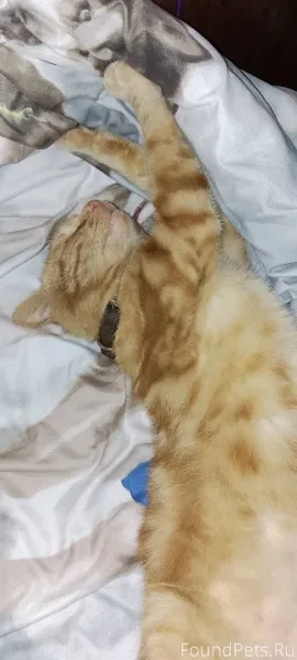 Пропал кот, г. Ликино-дулёво, ...