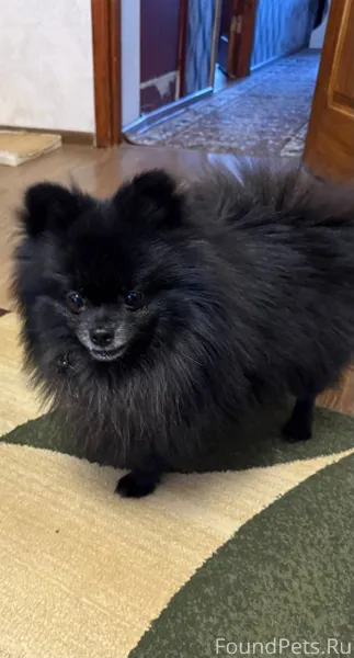 Найдена собачка. Шпиц, мальчик...