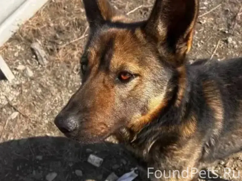 Пёс ждёт у дороги