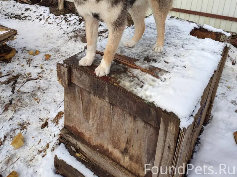 Здравствуйте пропала собака‼️‼...
