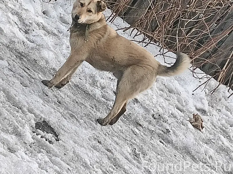 Пропала собака в районе Затона...