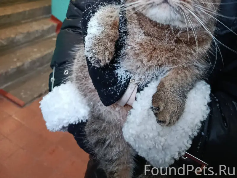 Найден кот, замерзал. Впустили...