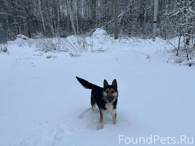 Убежал пес по кличке Рекс , пр...