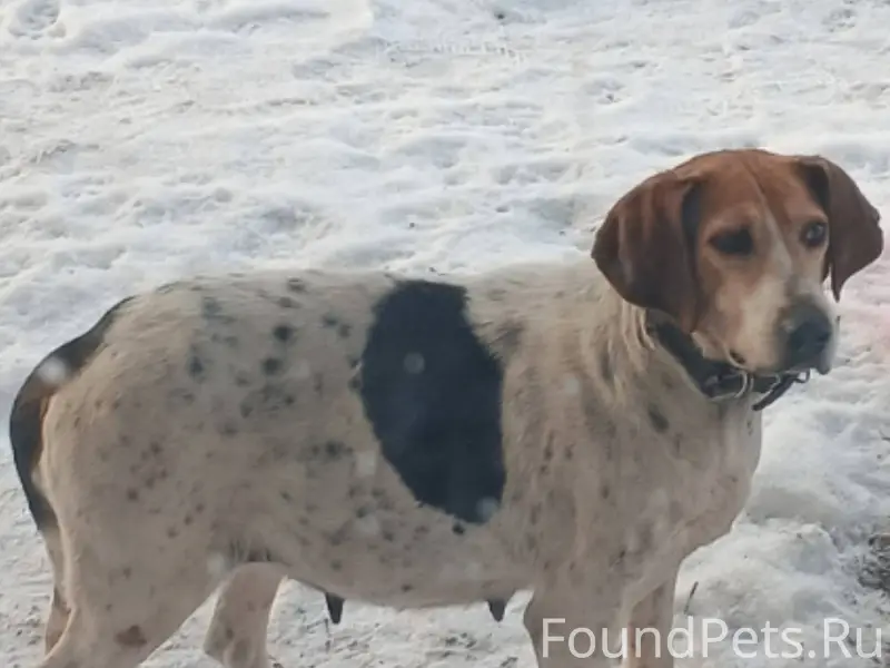 В с.Карманово, бегает собака, ...