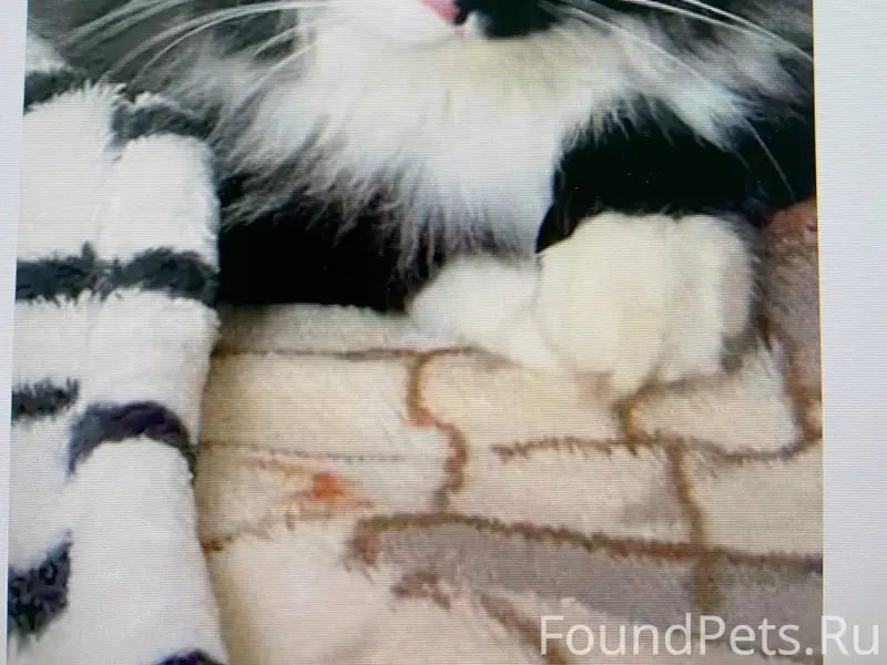 Пропал кот. Саратов, Заводской...