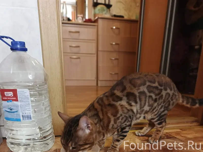 Найден кот в подвале дома по.....