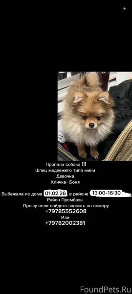 Ялта! Срочно! Пропала собака! ...