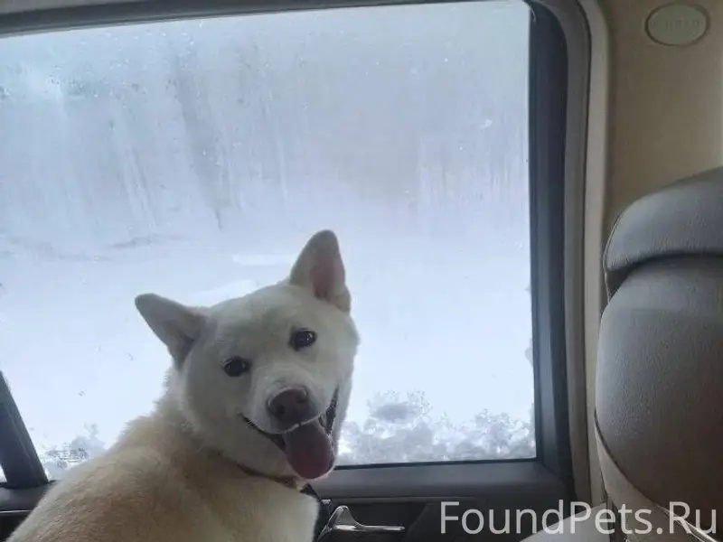 ❗️❗️❗️Пропала собака❗️❗️❗️ пор...