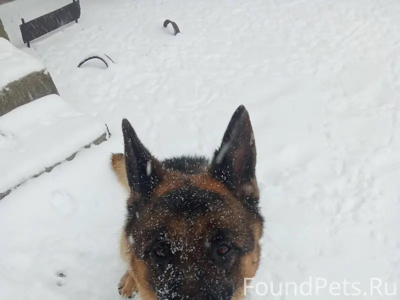 Замечен пёс на Чехова 154 а...