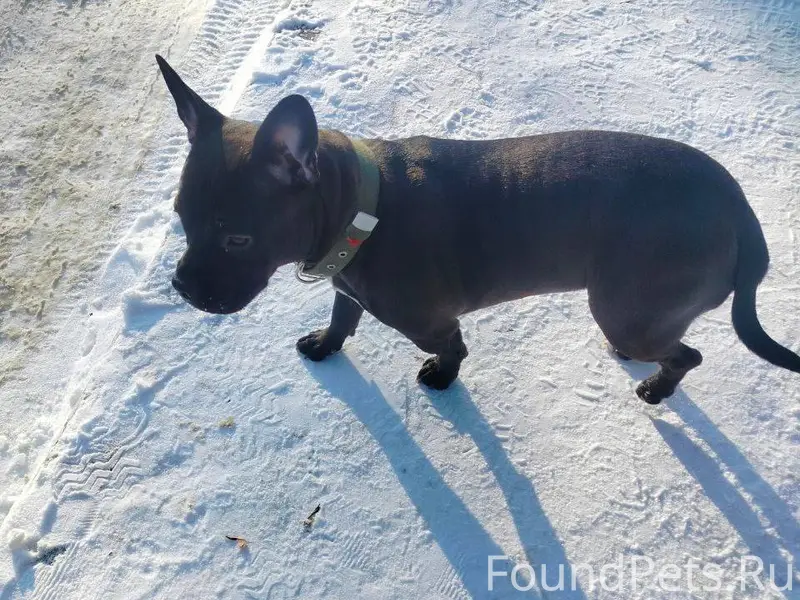 Кашира! Нашли девочку американ...