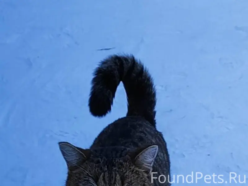 Доброго дня! Пропал кот пару д...