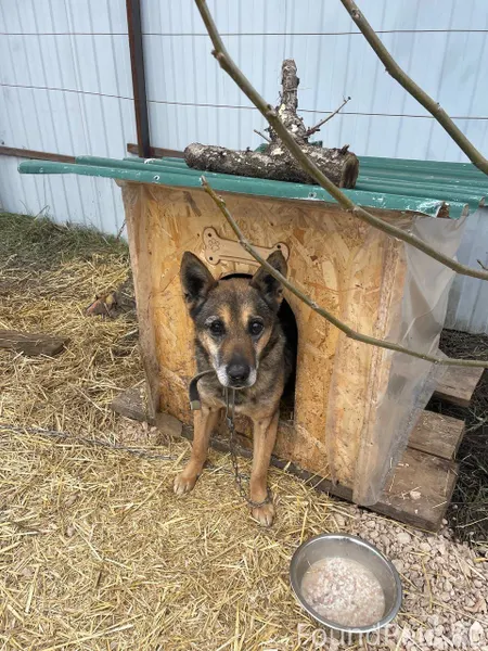 🆘Потерялась старая собака, мал...