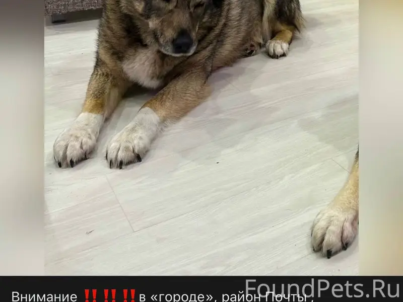 🚩Пропала НАША собака 🚩 Важна л...