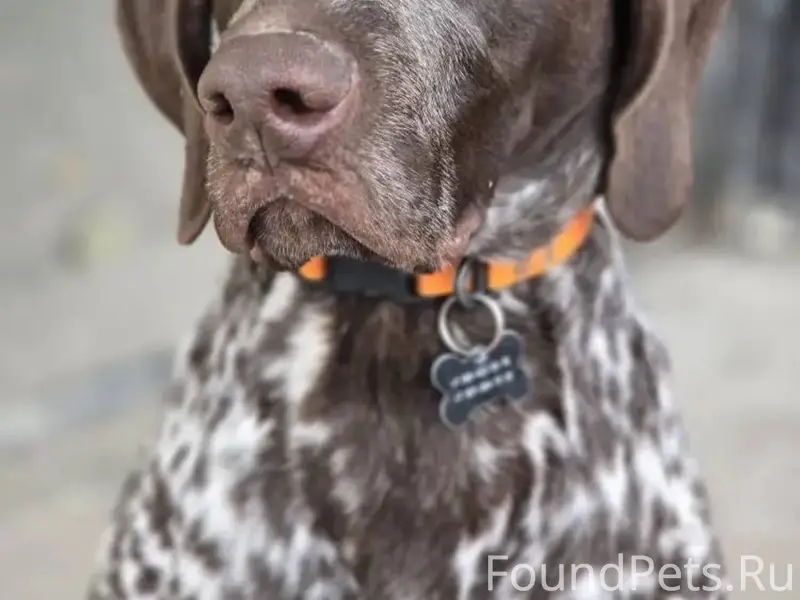 Добрый день! Убежал пёс, на Ар...