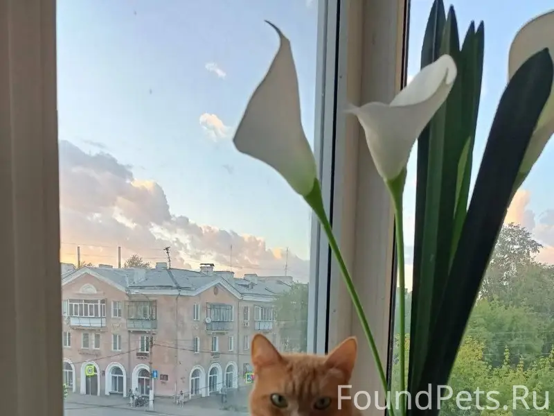 Пропал кот ,сегодня утром Цвил...