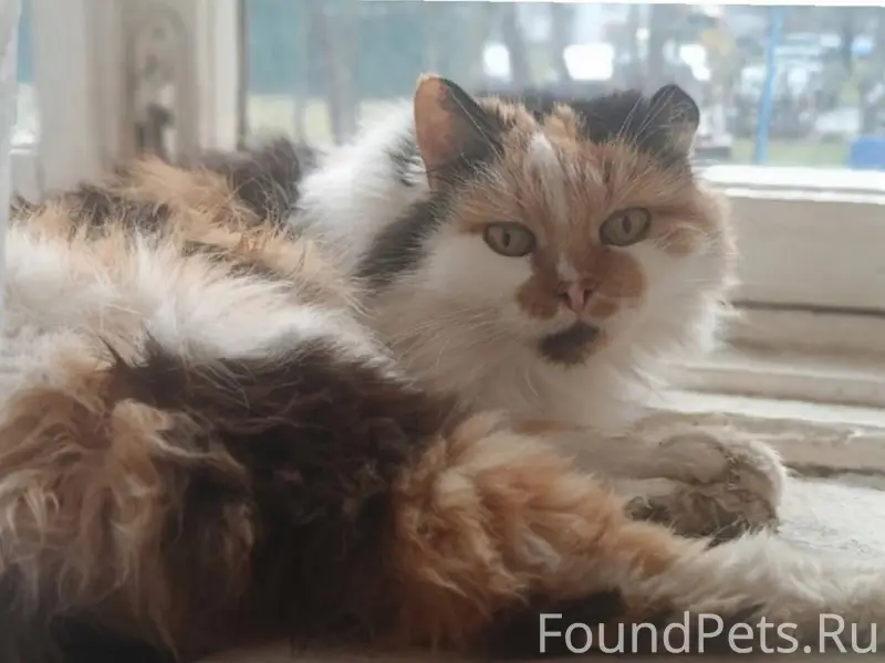 Пропала кошка не молодая... Ми...