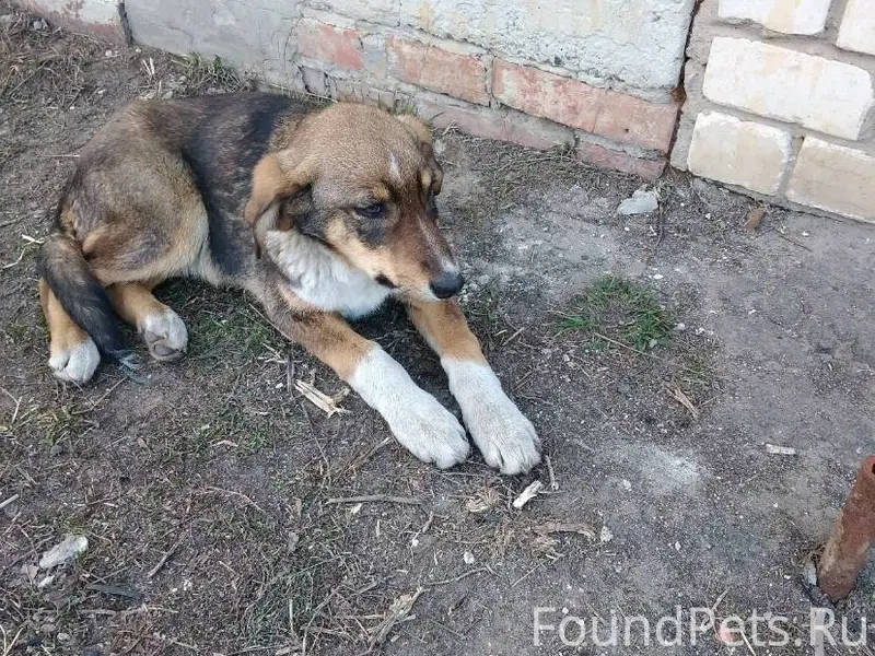 Пожалуста помогите найти собак...