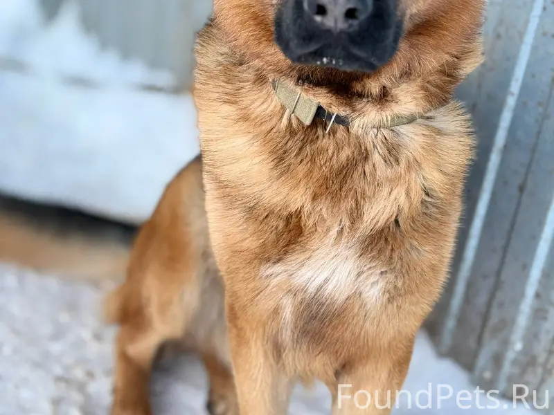 Пропала собака, немецкая овчар...