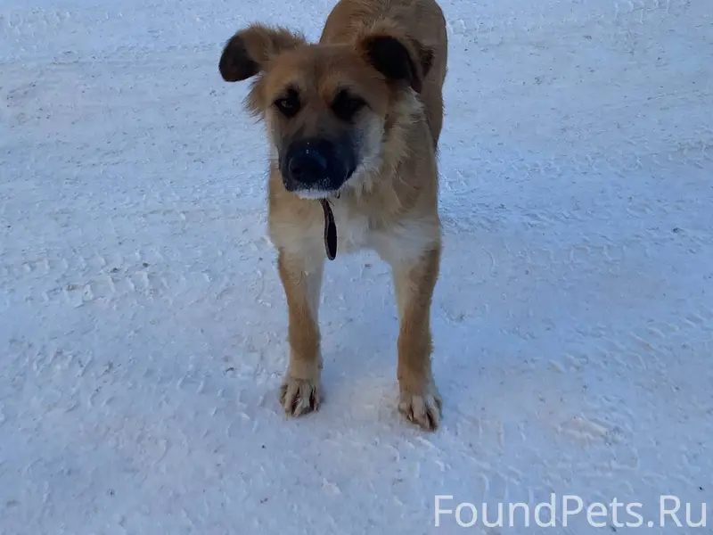 В Бессоновке бродит по рынку щ...