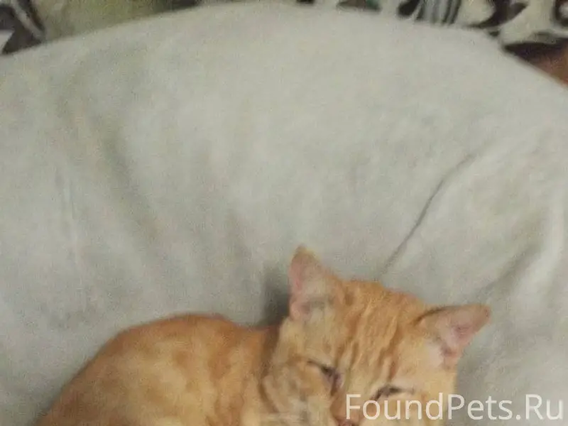 Пропал кот по кличке барсик, н...