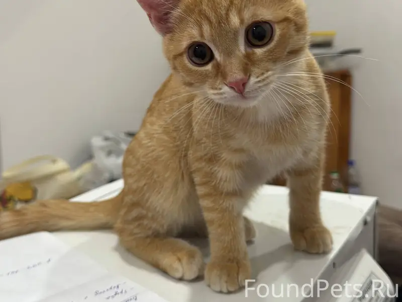 ПРОПАЛ КОТЁНОК! В районе телец...