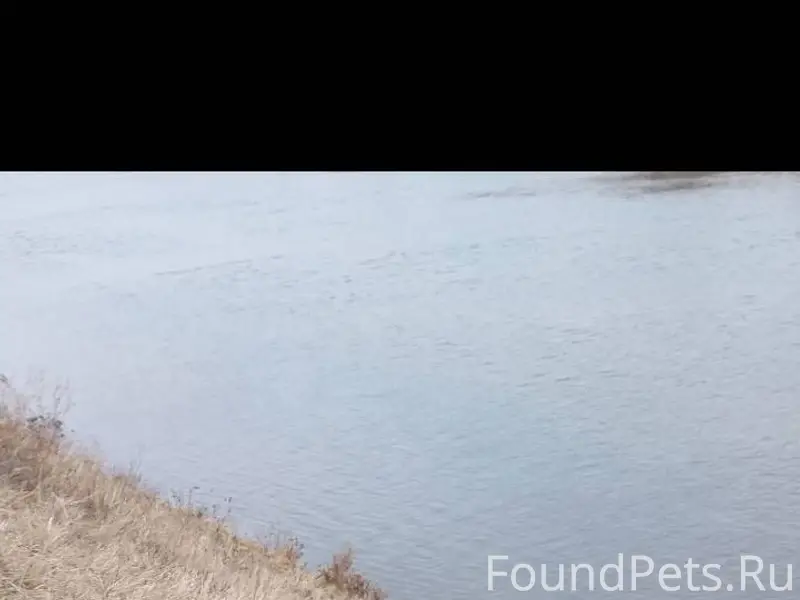 Пропала собака в районе Беломе...