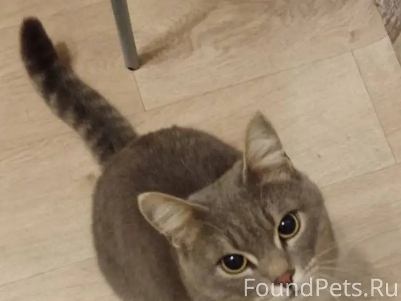 #poterya@pol_shmot Пропал кот ...