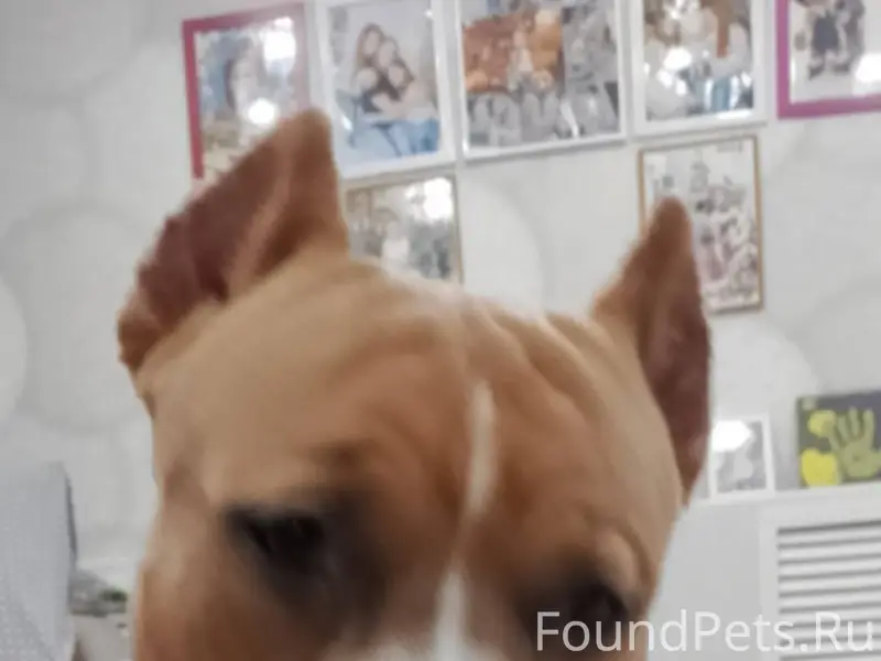 Пропал друг семьи. Дети плачут...