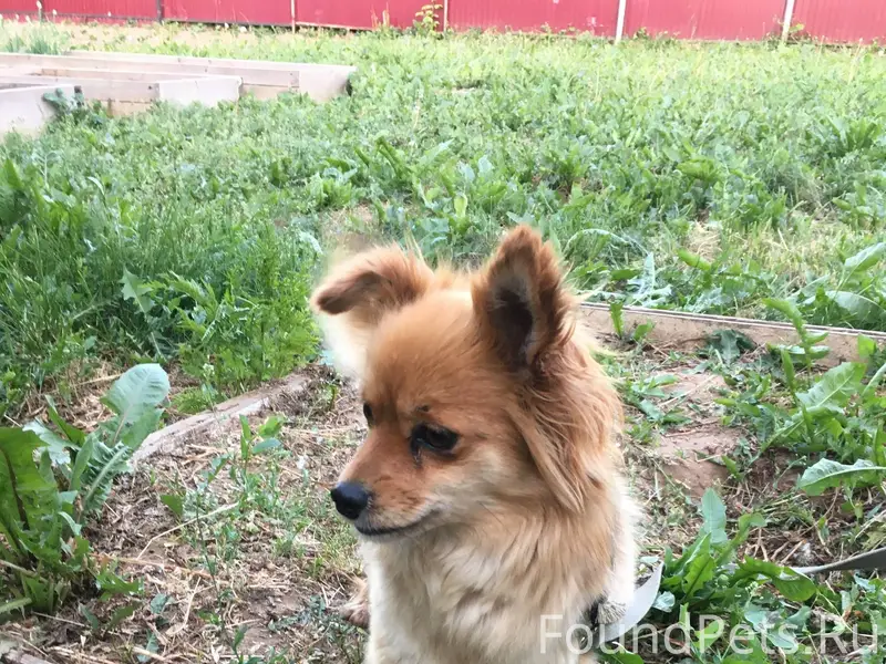 Потерялась собака, примерно в ...