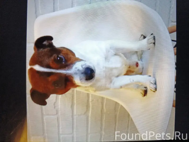 Пропала собака (мальчик) по кл...