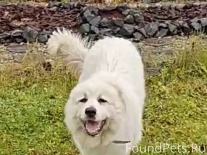 Потерялась собака по кличке Ма...