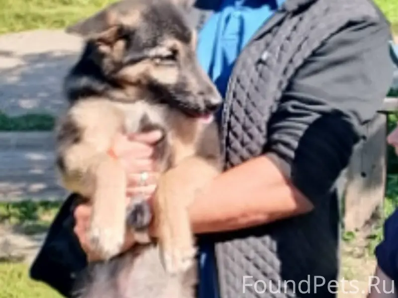 Убежала собака по кличке Джой ...