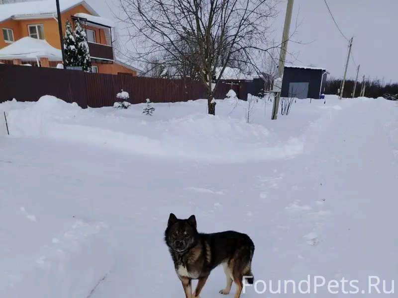 Найден пес в д. Ананьино. Пока...