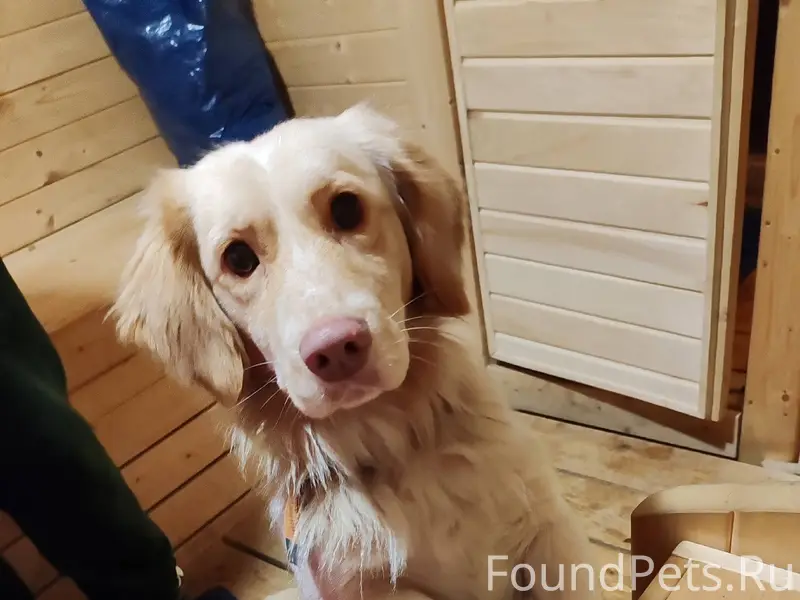 ❗Внимание ❗ ❗Убежал пес❗ Кличк...