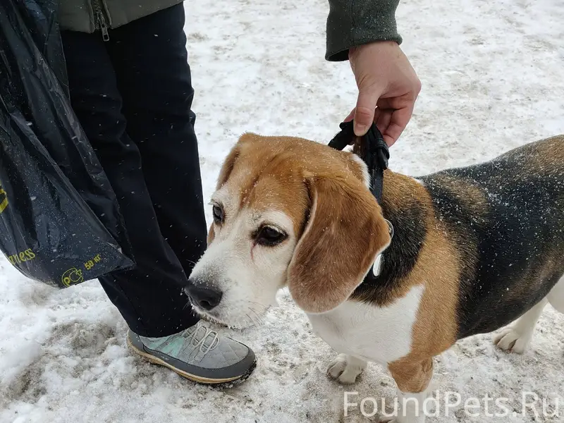 Поиск хозяев. Вот такая собака...