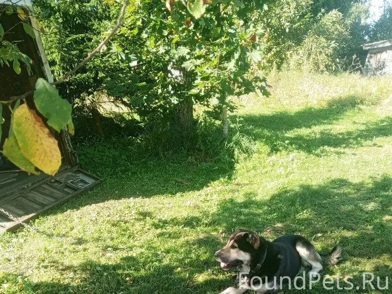 Убежала собака кличка Норд,не ...