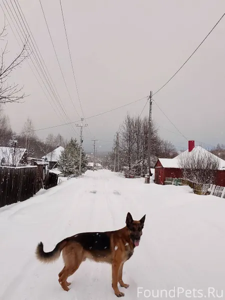 Пропала собака, кабель. Убежал...