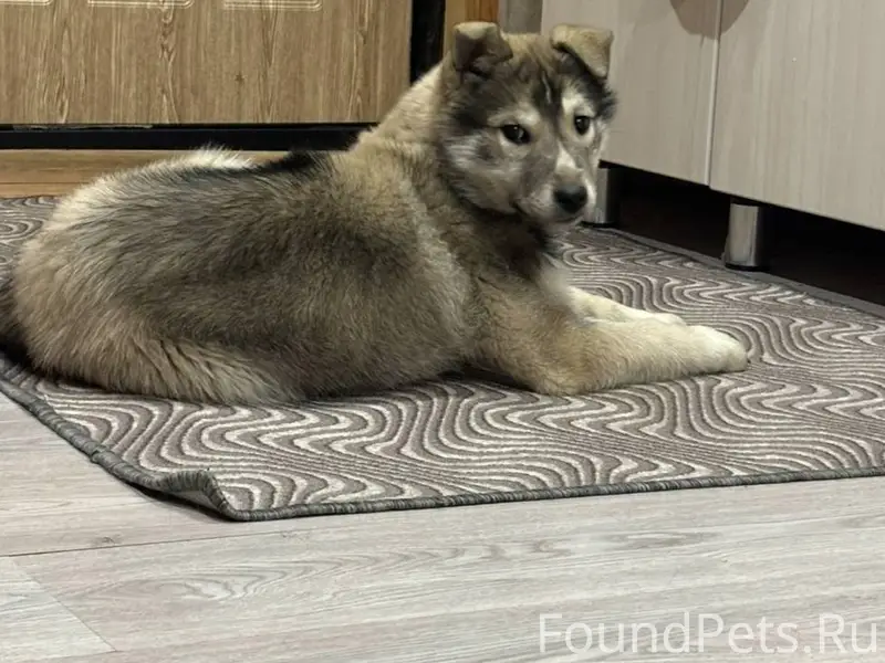 Потерялся щенок в пятницу вече...