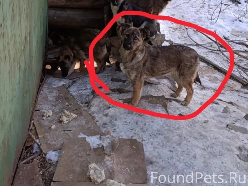 Потерялся Добрый, пугливый, ст...