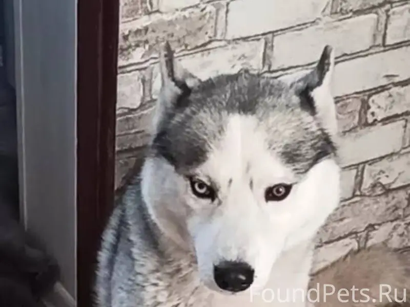 Не теряем надежды! Убежал пёс,...