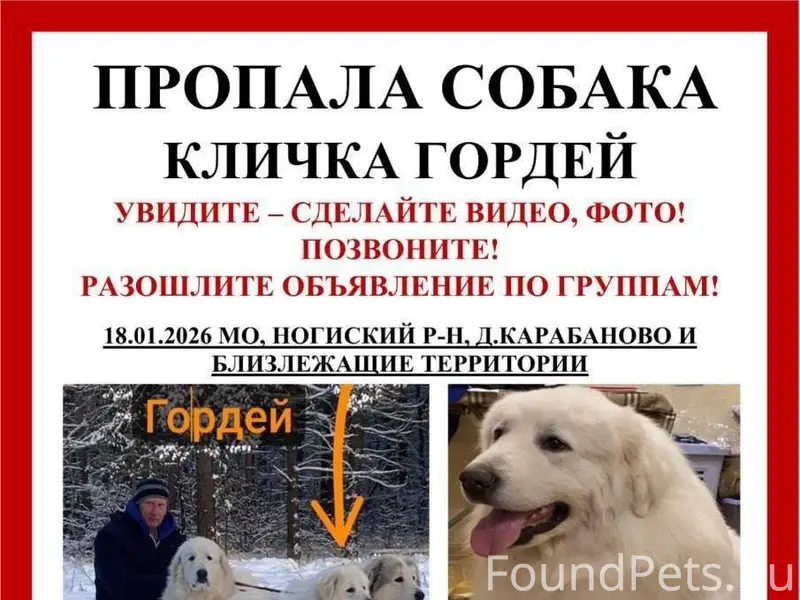 ❗️Потерялась собака, пиренеец ...