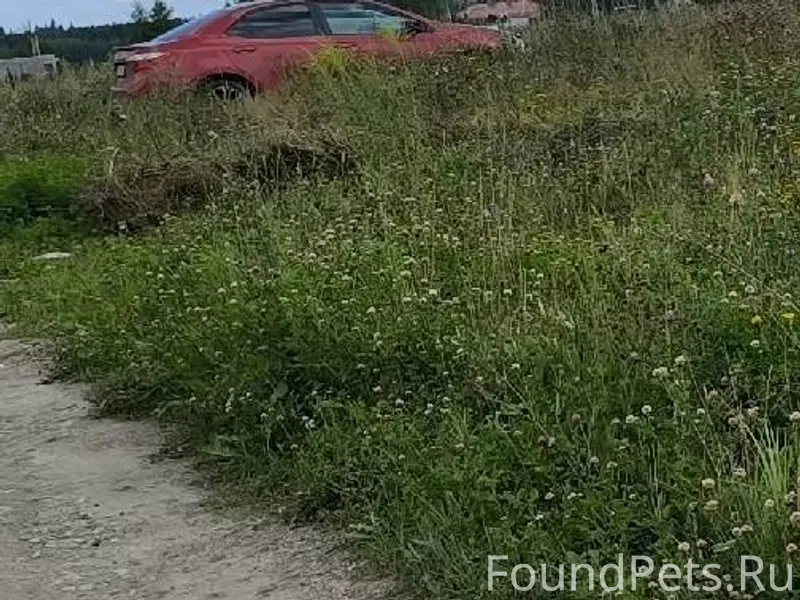 Убежала собака, Лайка, светло-...